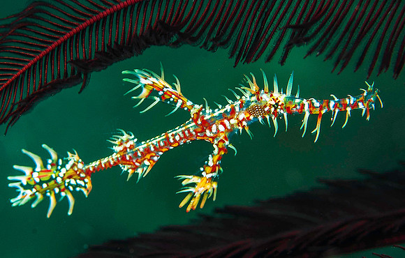Ornate Ghost Pipefish 2859