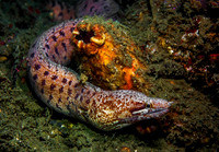 Eel 2211
