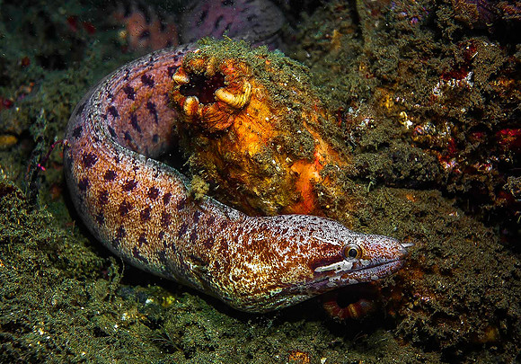 Eel 2211