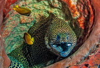 Eel 2109