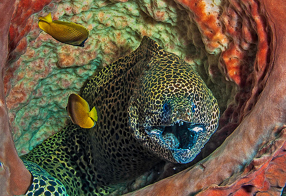 Eel 2109
