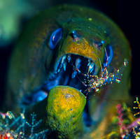 Eel, with cleaner shrimp cleaning its teeth 1795