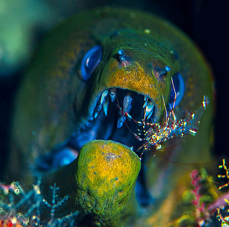 Eel, with cleaner shrimp cleaning its teeth 1795