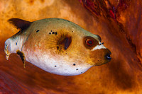 Puffer 2707