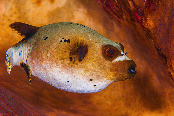Puffer 2707