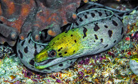 Eel 1678