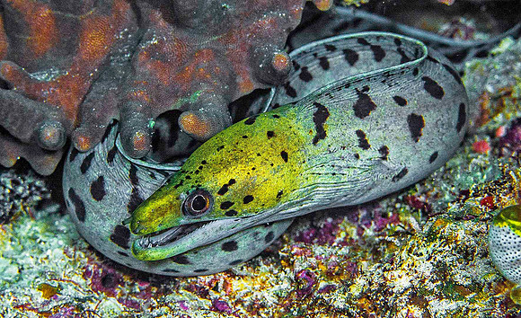 Eel 1678
