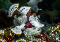 Frogfish 2038