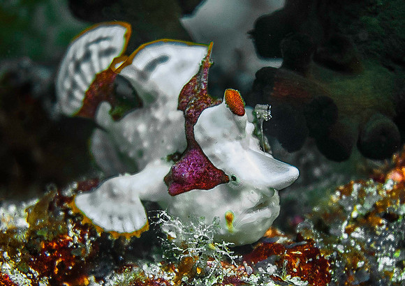 Frogfish 2038
