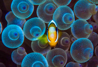 Raja Ampat - the greatest coral reef biological diversity in the world - November 2012