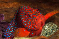 Coral Grouper 2729