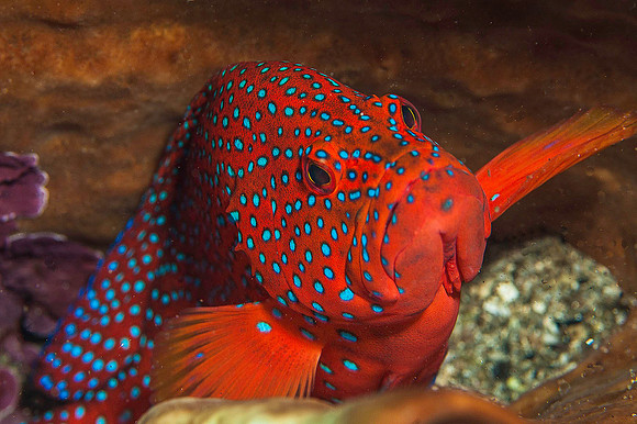 Coral Grouper 2729