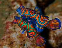 Mating Mandarinfish 2547