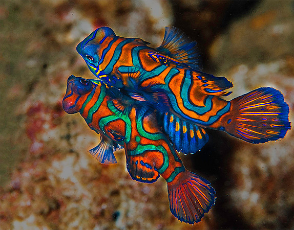 Mating Mandarinfish 2547