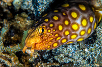 Eel 2701