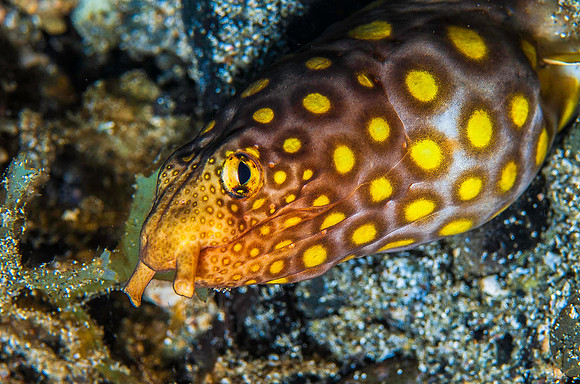 Eel 2701