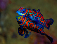 Mating Mandarinfish 2553