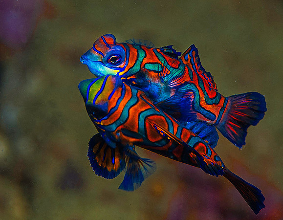 Mating Mandarinfish 2553