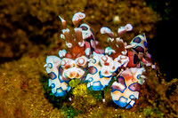 Pair of Harlequin Shrimp 2436