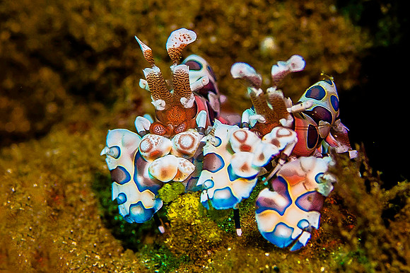 Pair of Harlequin Shrimp 2436