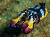 Flamboyant Cuttlefish 2739