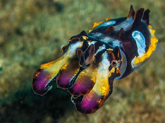 Flamboyant Cuttlefish 2739