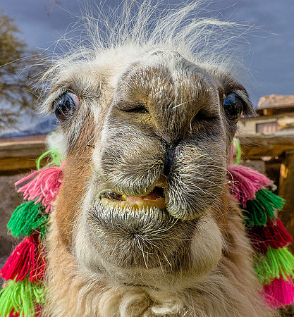 Llama 8061366