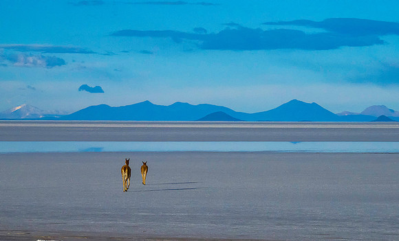 Uyuni Salt Flats 8010904