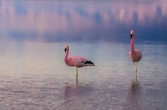 Andean Flamingos 8061449
