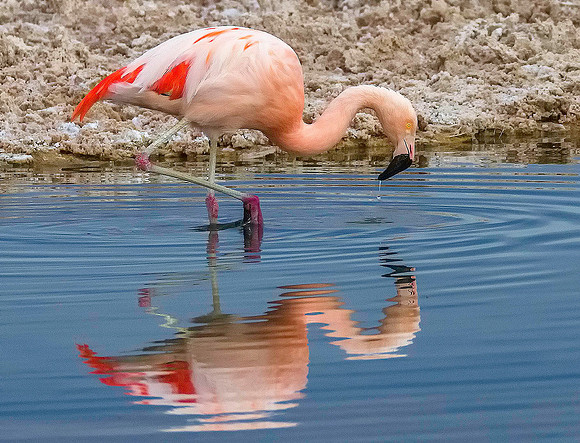 Chilean Flamingo 8061409