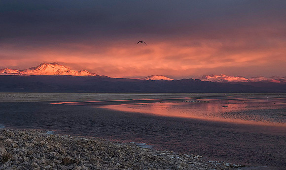 Atacama Salt Flats 8061495