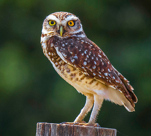 Burrowing Owl 7240342