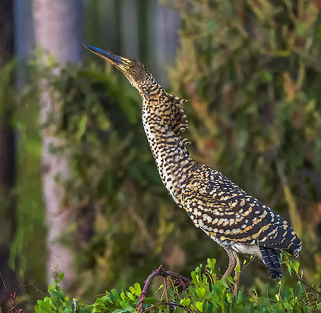 Refescent Tiger Heron 7280782