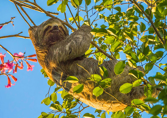 Brown-throated Three-toed Sloth7230332