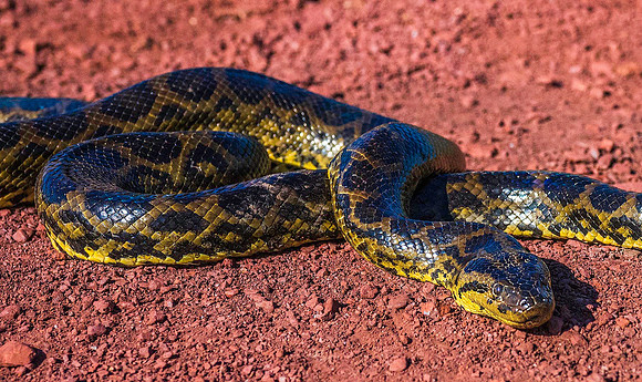 Anaconda 7280722