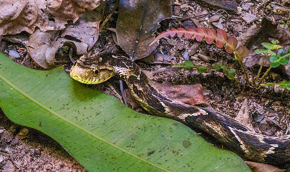 Fer de Lance 7210184