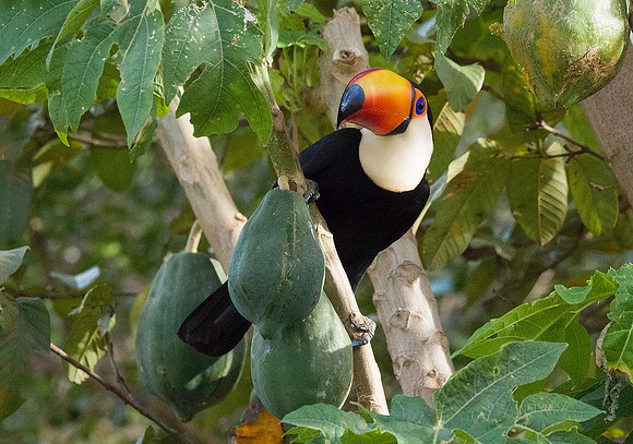 Toco Toucan 7270544