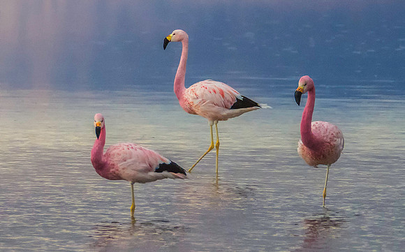 Andean Flamingos 8061442