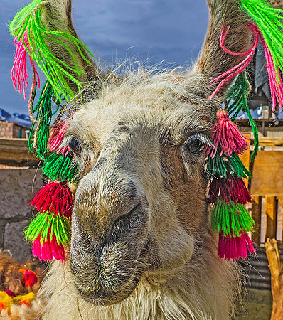 Llama 8061353
