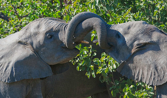 Elephant, Savute Channel, Linyanti Concession 7339