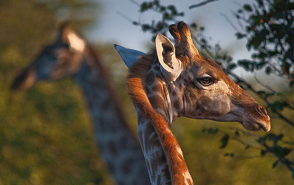Giraffe, Savute Channel, Linyanti Concession 7166