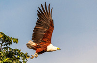 Fish Eagle 3694