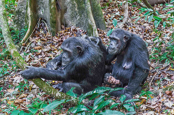 Chimpanzee grooming 3796
