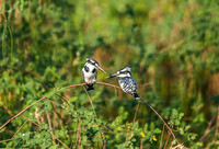 Pied Kingfisher 3682