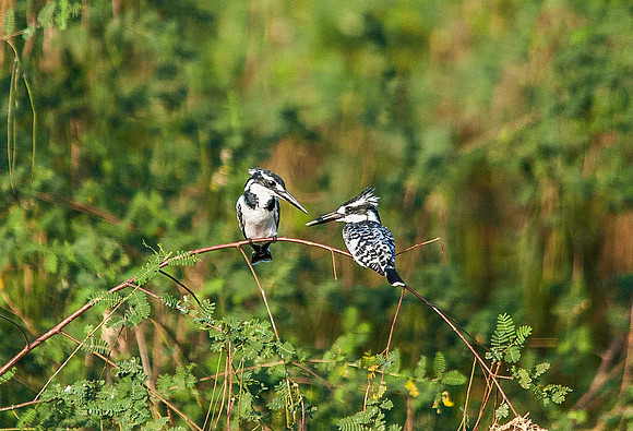 Pied Kingfisher 3682