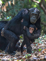 Chimpanzees of Mahale Mountains National Park, Lake Tanganyika - July 2012