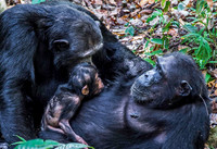 Chimpanzee pair, with baby 3779