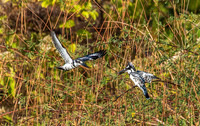 Pied Kingfisher 3673