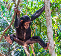 Juvenile Chimpanzee 3640