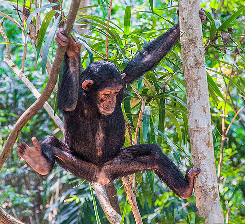 Juvenile Chimpanzee 3640